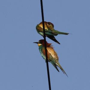 European Bee-eater