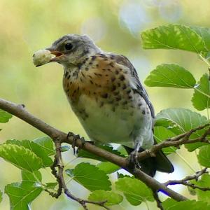 Fieldfare