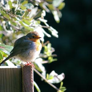 European Robin