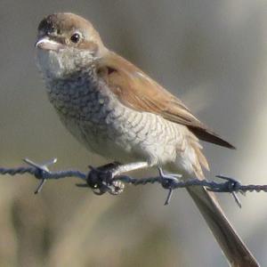 Red-backed Shrike