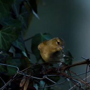 Eurasian Chaffinch