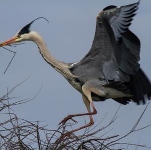 Grey Heron