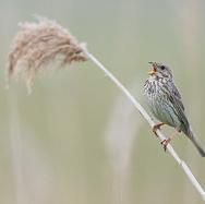 Corn Bunting