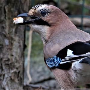 Eurasian Jay