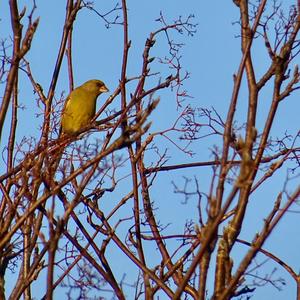 European Greenfinch