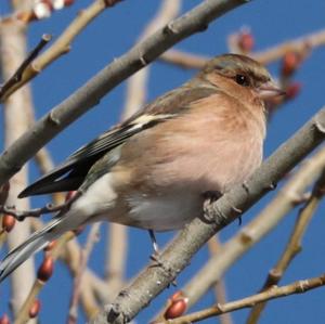 Eurasian Chaffinch