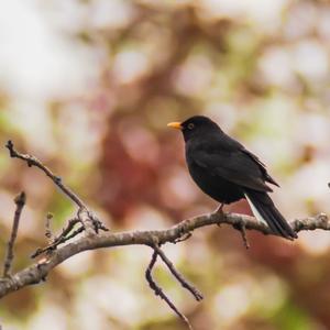 Eurasian Blackbird