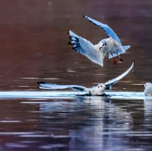 Black-headed Gull