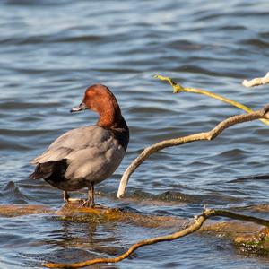 Common Pochard