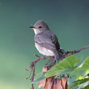 Spotted Flycatcher