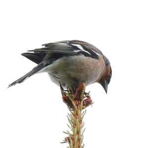 Eurasian Chaffinch