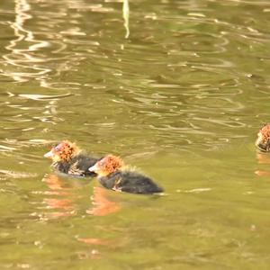 Common Coot