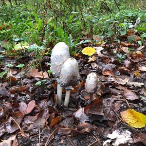 Shaggy Mane