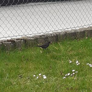 Eurasian Blackbird