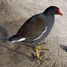 Common Moorhen