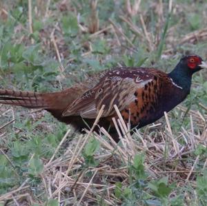 Common Pheasant