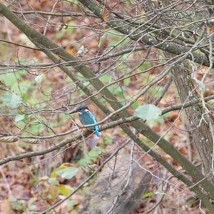 Common Kingfisher