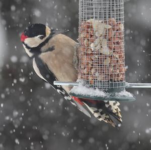 Great Spotted Woodpecker