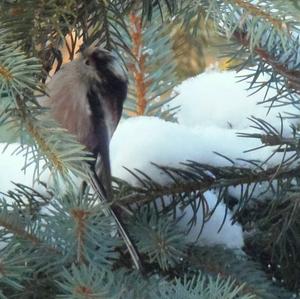 Long-tailed Tit