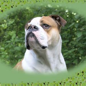 Englische Bulldogge