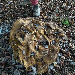 Black-staining Polypore