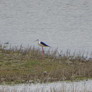 Black-winged Stilt