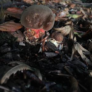 Dotted-stem Bolete