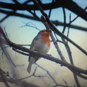 European Robin