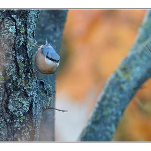 Wood Nuthatch