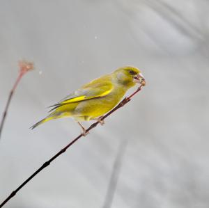 European Greenfinch