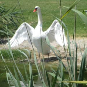 Mute Swan