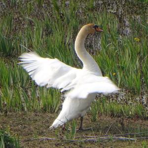 Mute Swan