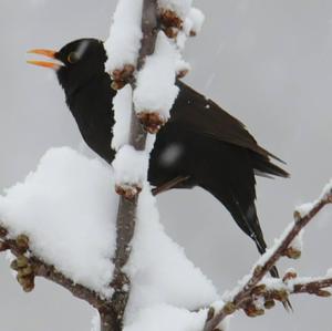 Eurasian Blackbird