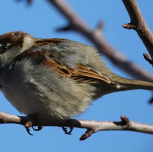 House Sparrow