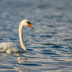 Mute Swan