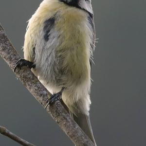 Blue Tit