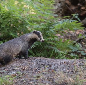 European Badger