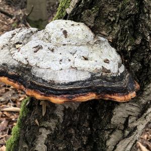 Red-belted Polypore