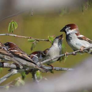 House Sparrow