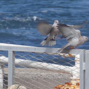 Eurasian Collared-dove