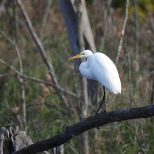 Great Egret