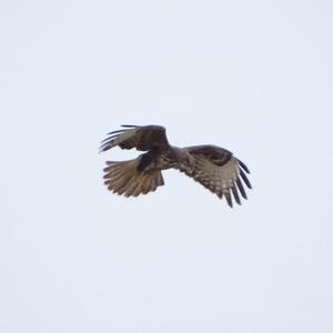 Common Buzzard