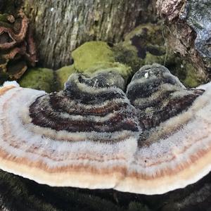 Turkey-tail