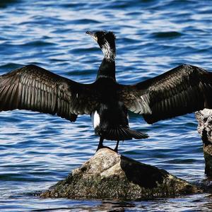 Great Cormorant