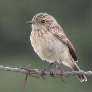 European stonechat