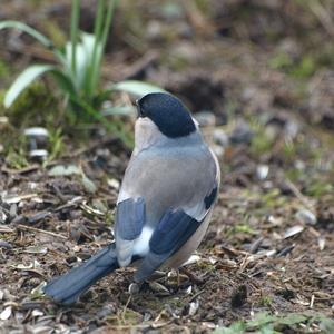 Eurasian Bullfinch