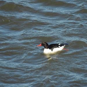 Common Merganser