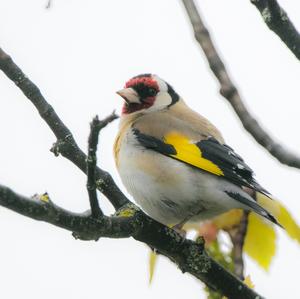 European Goldfinch