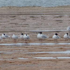 Mediterranean Gull