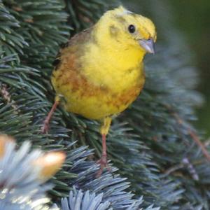 Yellowhammer